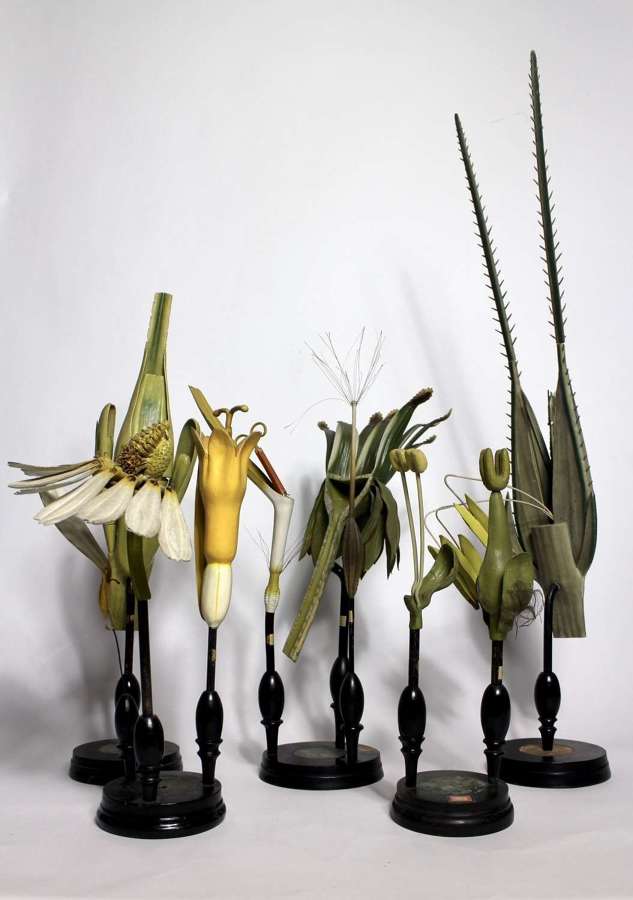 Brendel botanical models