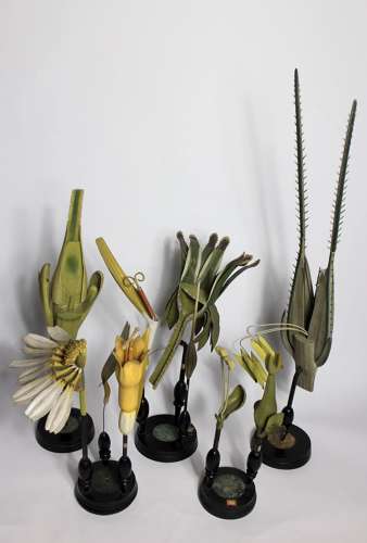 Brendel botanical models
